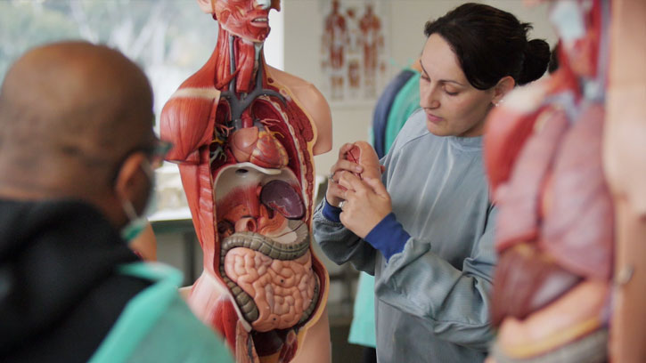 A student in scrubs with a model of the digestive system in the human body